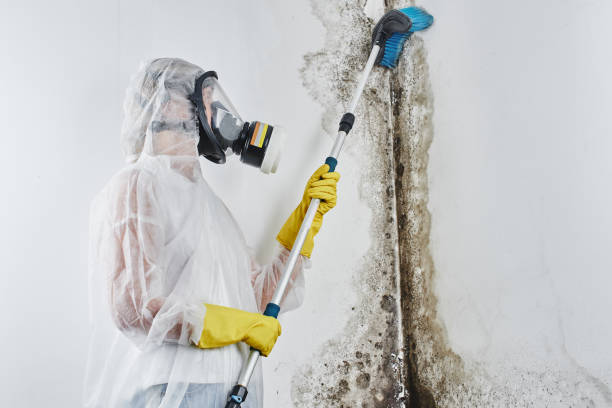 Best Forensic Mold Investigation  in Effingham, IL