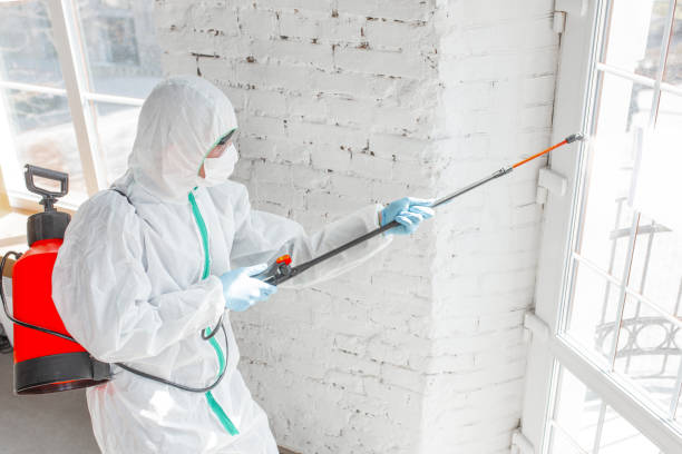 Best Asbestos and Lead Testing During Mold Inspection  in Effingham, IL